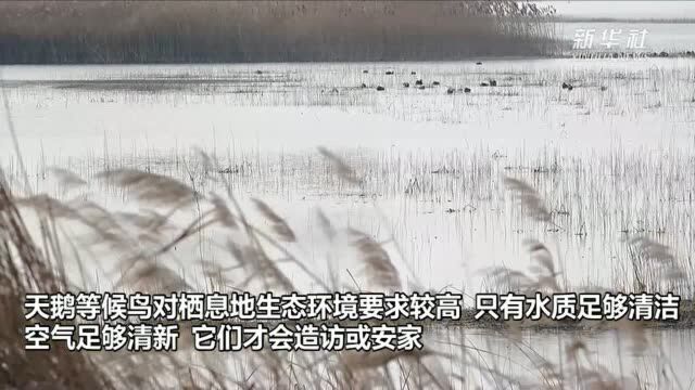 河南民权:冬去春来 天鹅迁徙“打卡”黄河故道