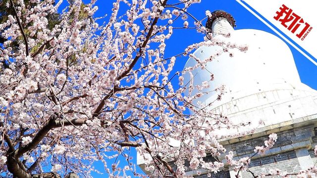 北京北海公园桃花盛开 游客赏花拍照记录春日美景