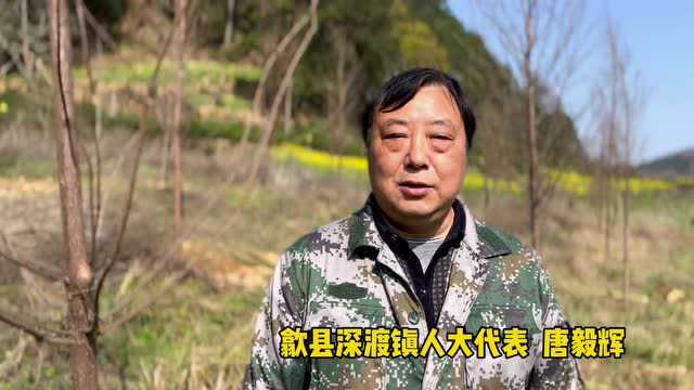 【植树节】安徽歙县:打造全市首个“两长”公益示范林