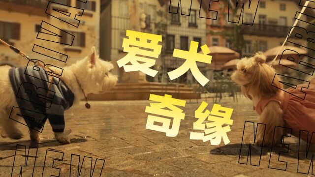 《爱犬奇缘》萌宠来袭!为爱而战,爱犬送缘请接收