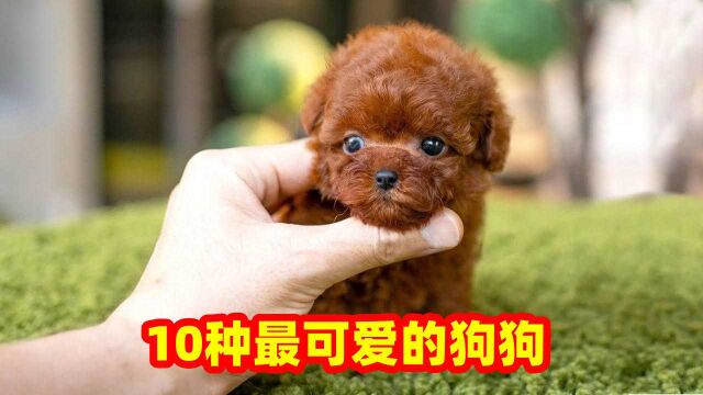 卡哇伊!10种最可爱的狗狗,老夫的小心脏要萌坏了