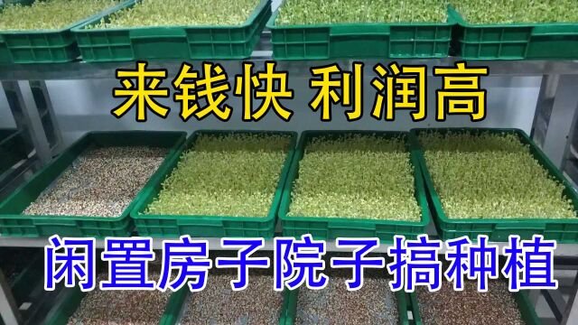 1年38批,7天采1茬,42平米年收入55万元,又一利润高种植业