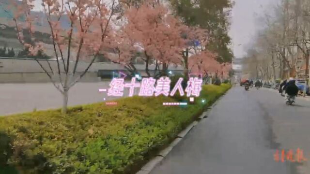 果然视频|春日骑行正当时,来济南这几条花路看一看