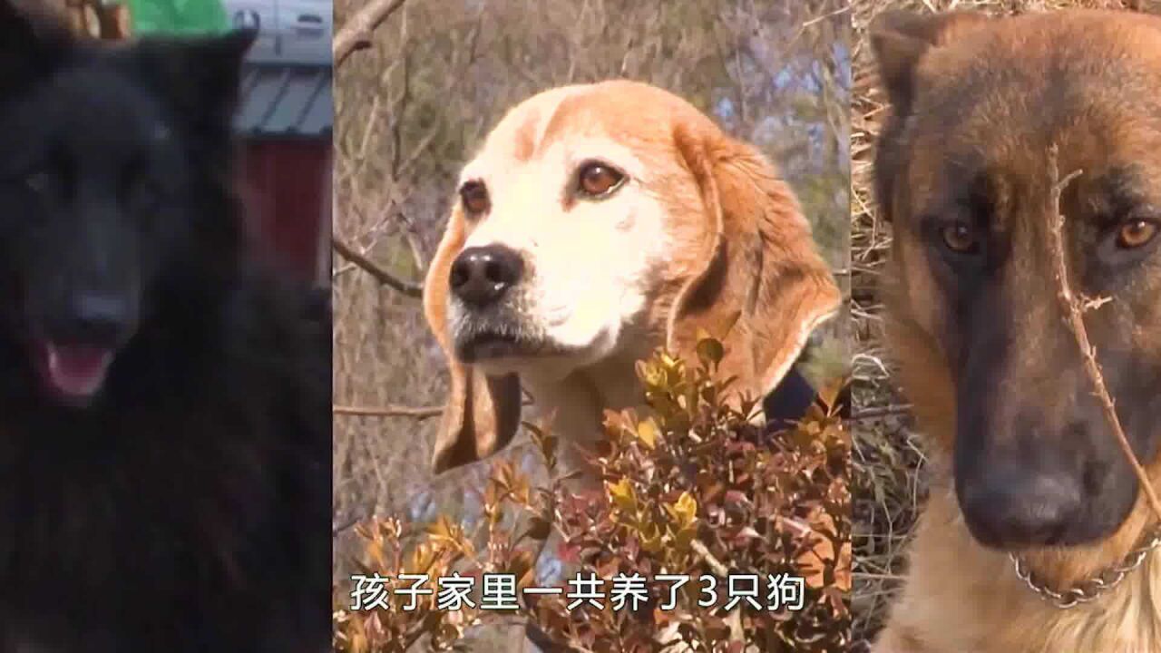 牧羊犬混成了"牧鸡犬,每天都偷鸡蛋吃,主人竟发现不了