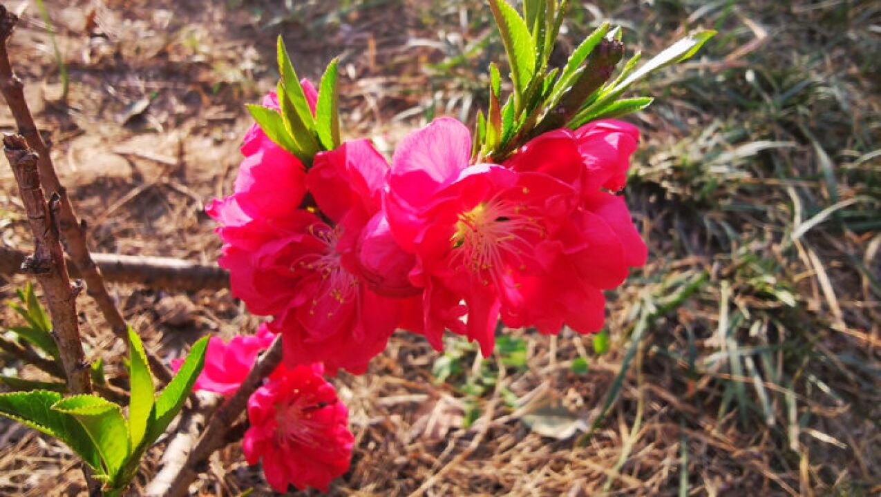 可羡瑶池碧桃树,碧桃红颊一千年