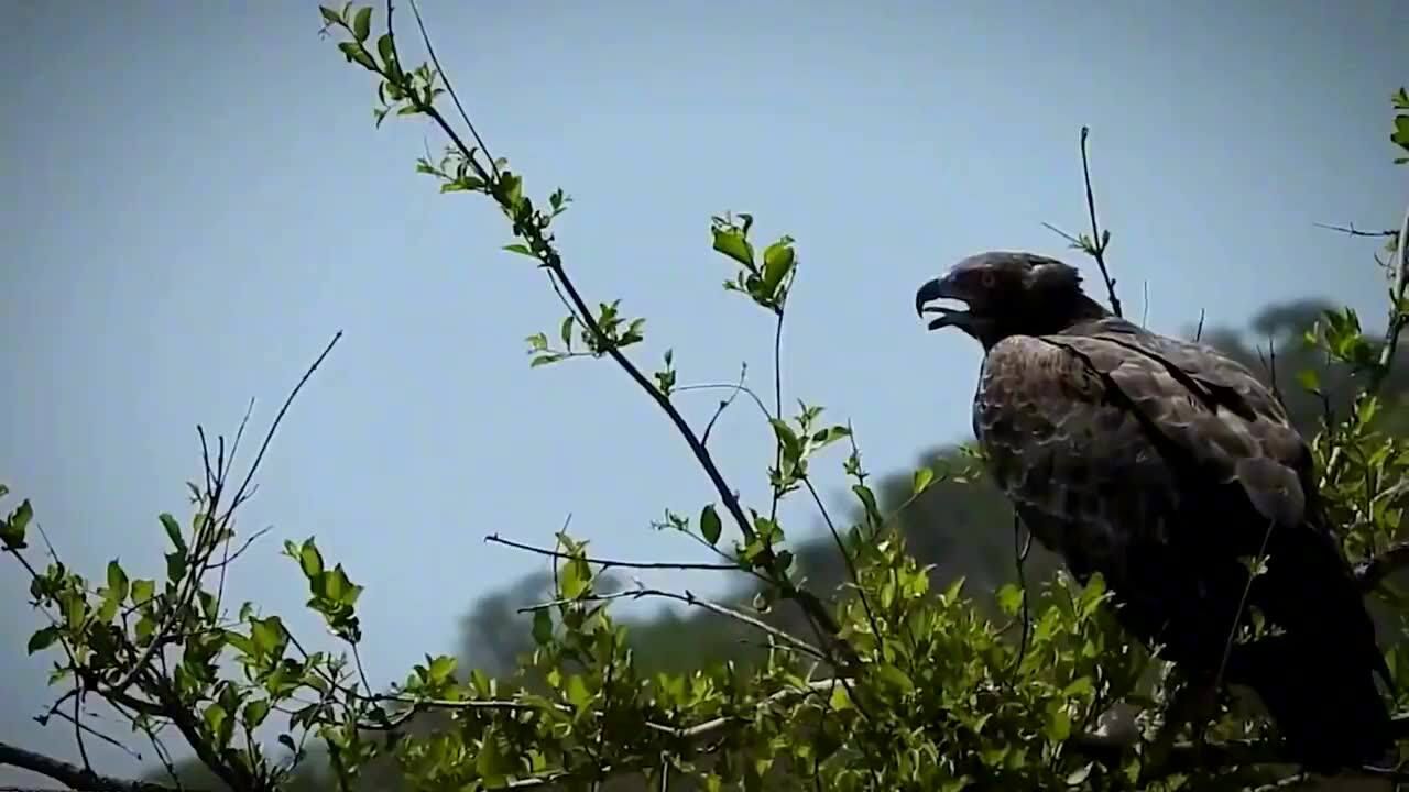 老鹰用锋利的爪子追捕山羊!老鹰vs老鹰,空中老大的对决!