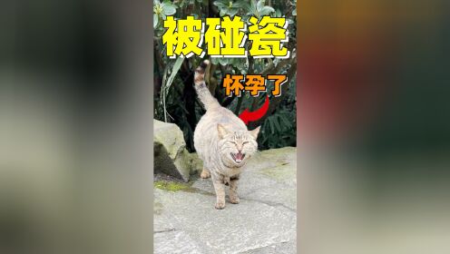 [图]春游被怀孕小母猫碰瓷，哭着喊着跟我讨饭