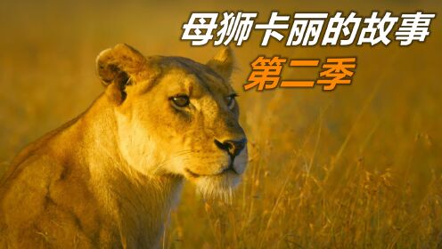卡丽狮子,狮子吧_大山谷图库