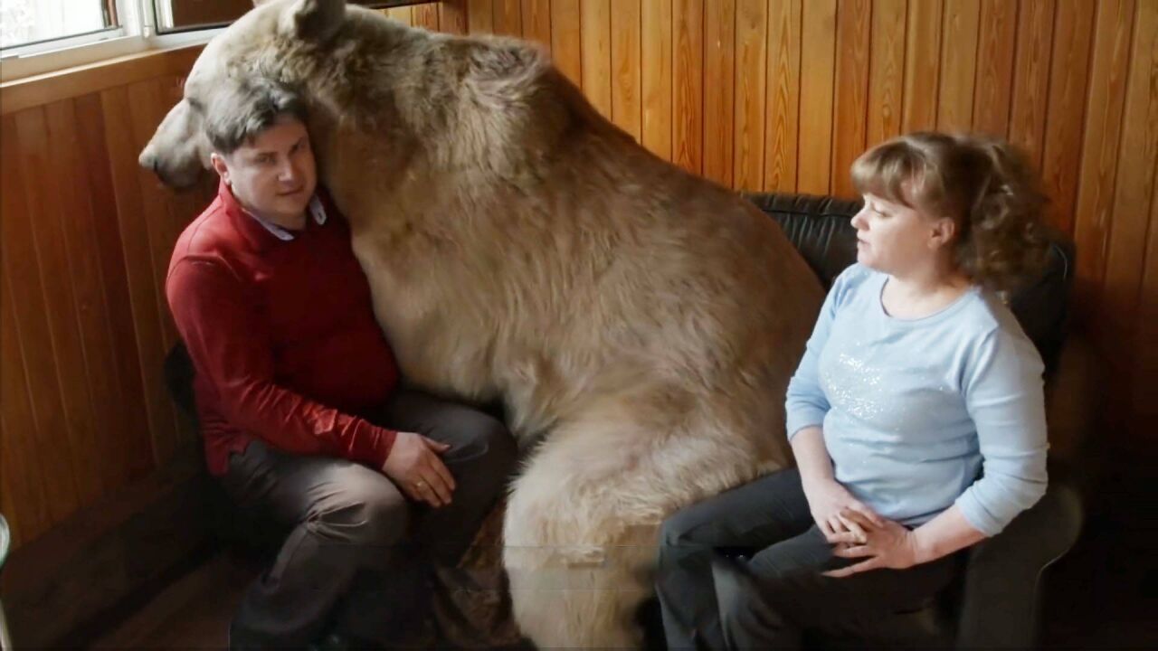 俄罗斯夫妇收养一头700斤的棕熊,把它当娃养,如今已经24岁!