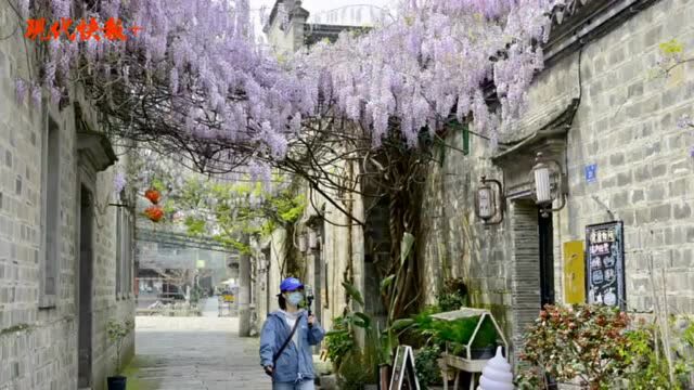 云上漫步赏花,老门东的“紫藤屋檐”开花啦