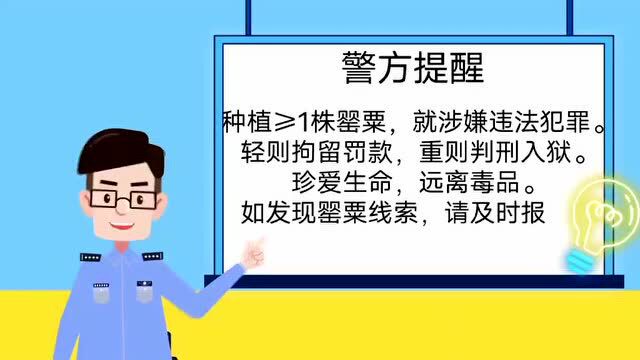 男子荒院内种250株罂粟苗:想尝尝,没想到长出这么多