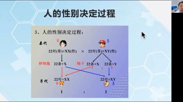 17、染色体检查相关知识与案例分析