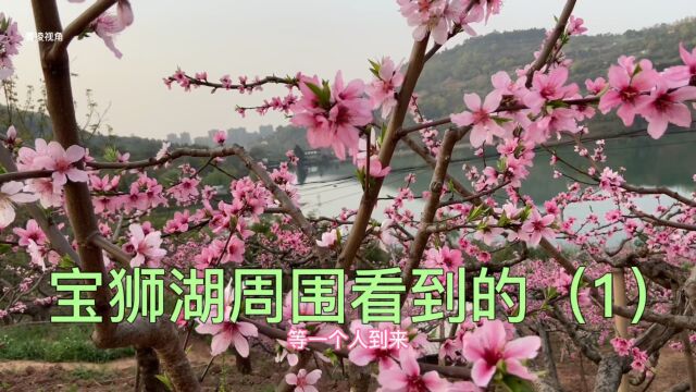 2022年3月中旬,在成都龙泉宝狮湖周围看到的(1)