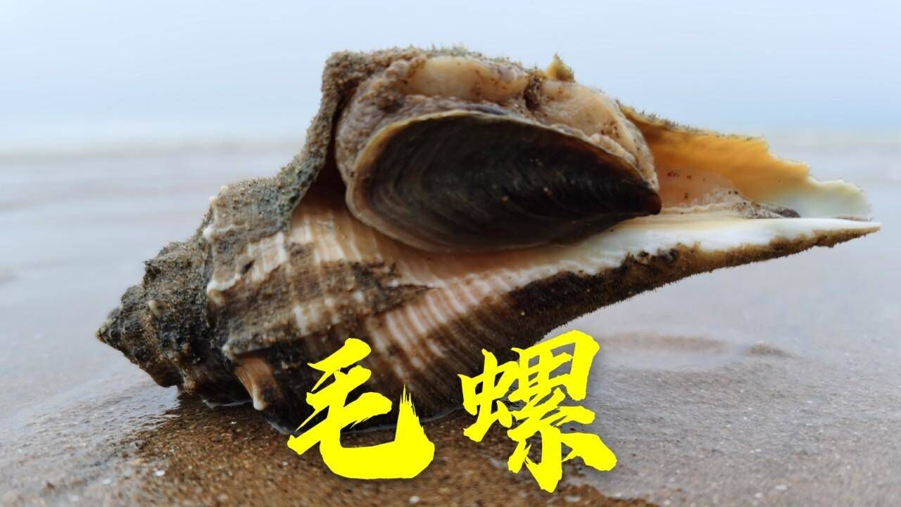 大海退潮后,胖哥赶海抓到大毛螺,毛螺要比海螺价格高出好几倍