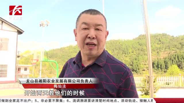 白茶采摘加工忙 芙蓉区助力龙山县靛房镇村民增收