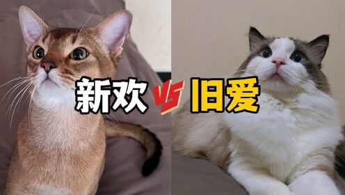 [图]养猫：如何快速让新欢和旧爱，和平相处