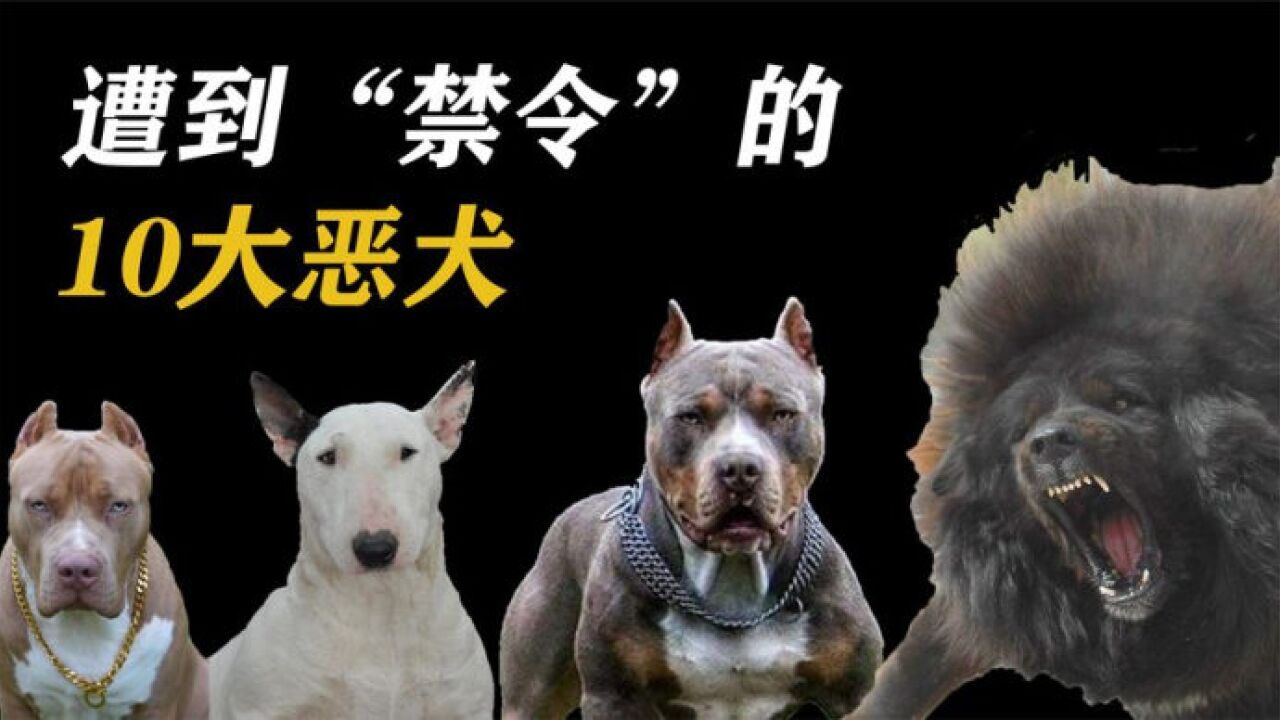 世界上最"凶猛"的10大恶犬,中亚牧羊犬排第九,藏獒能入榜吗?