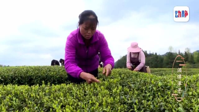 请你喝杯贵州茶丨绵延万亩的贵州绿茶——湄潭翠芽