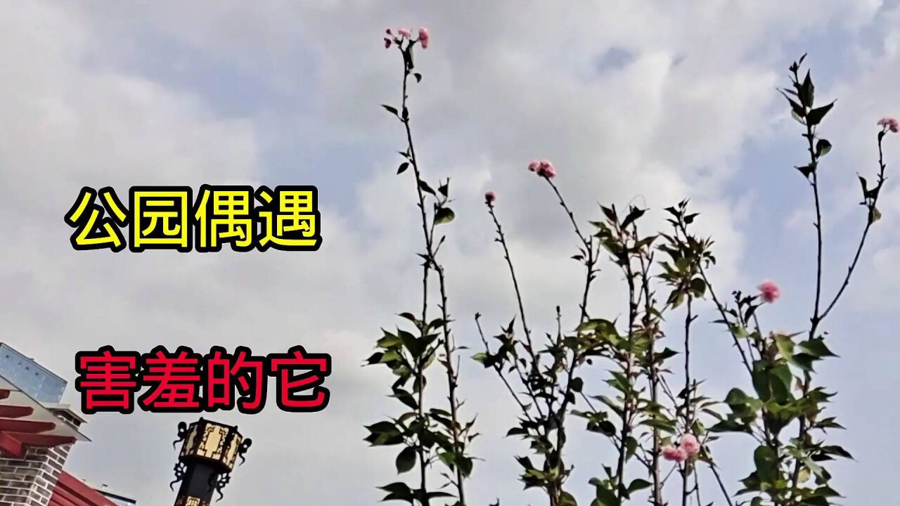 碰巧的碰怎么解释,碰巧是什么意思解释,解释_大山谷图库