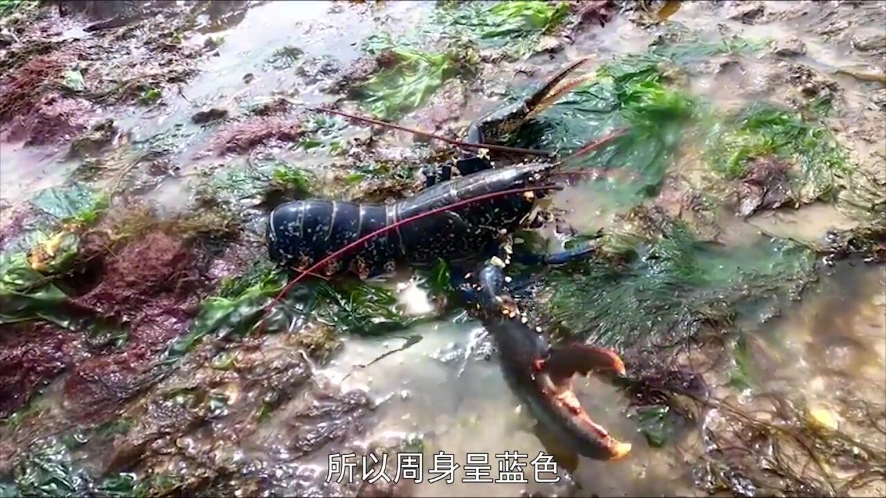 这种虾活在450度火山口,打捞都需专用工具,能被煮熟吗?