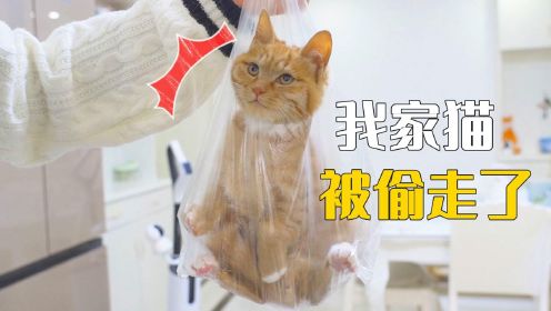 [图]我捡到的小奶猫，被坏人偷走了