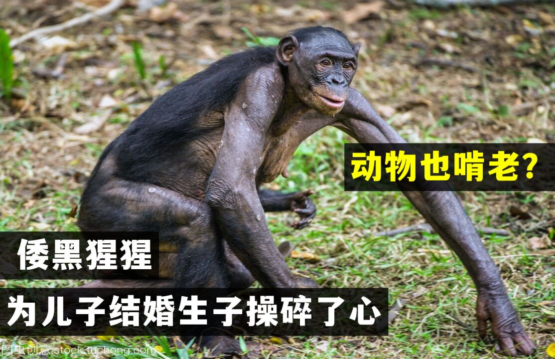 交配 自然现象 搜狗百科