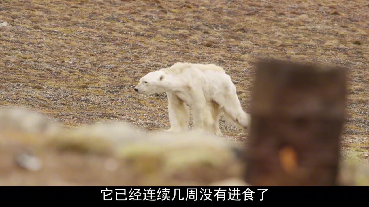 看看北极熊得现状!活生生被饿成皮包骨,全球变暖不是在开玩笑