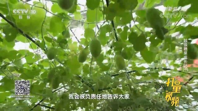 形态各异的蔬菜,却都有着共同的名字?快来涨知识