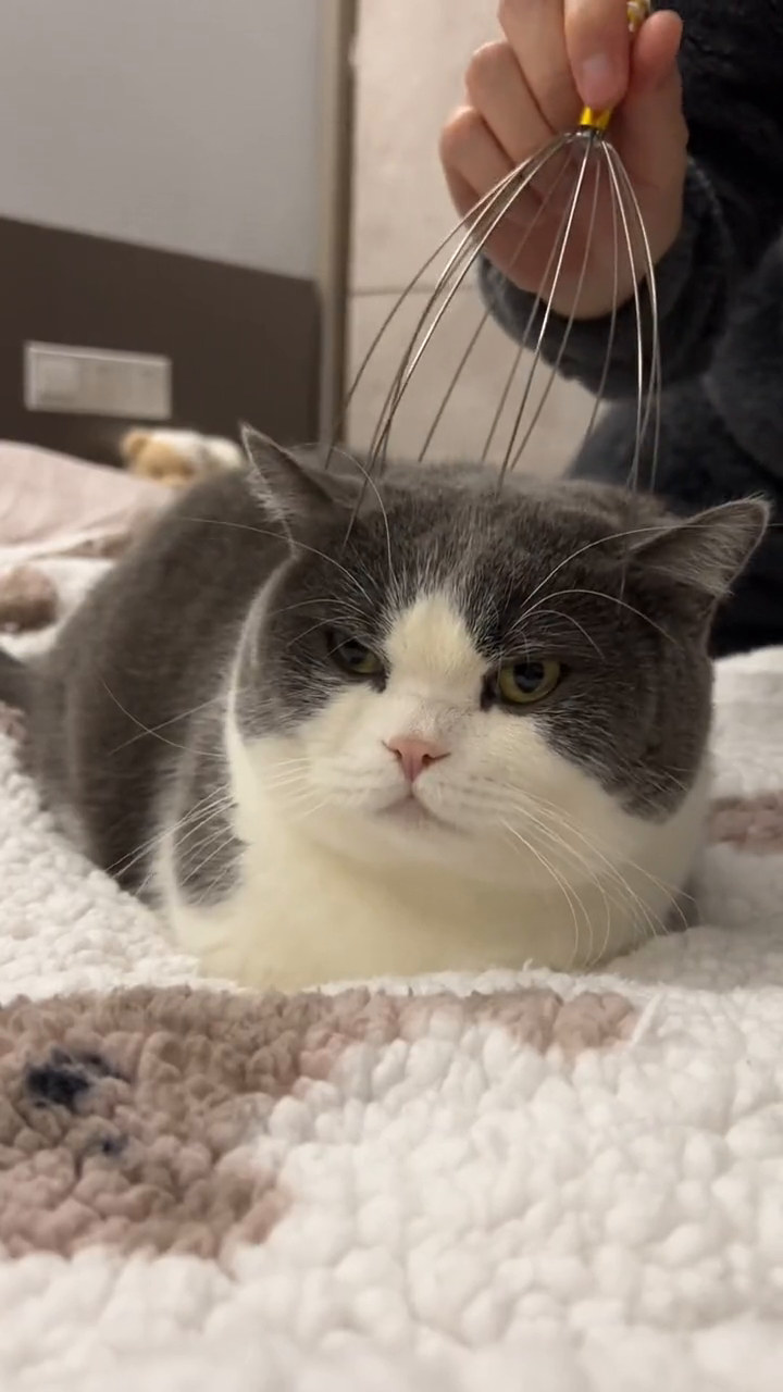 这就是猫咪灵魂提取器吗