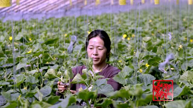 【春天里的平度】秀美白沙河 魅力新城区