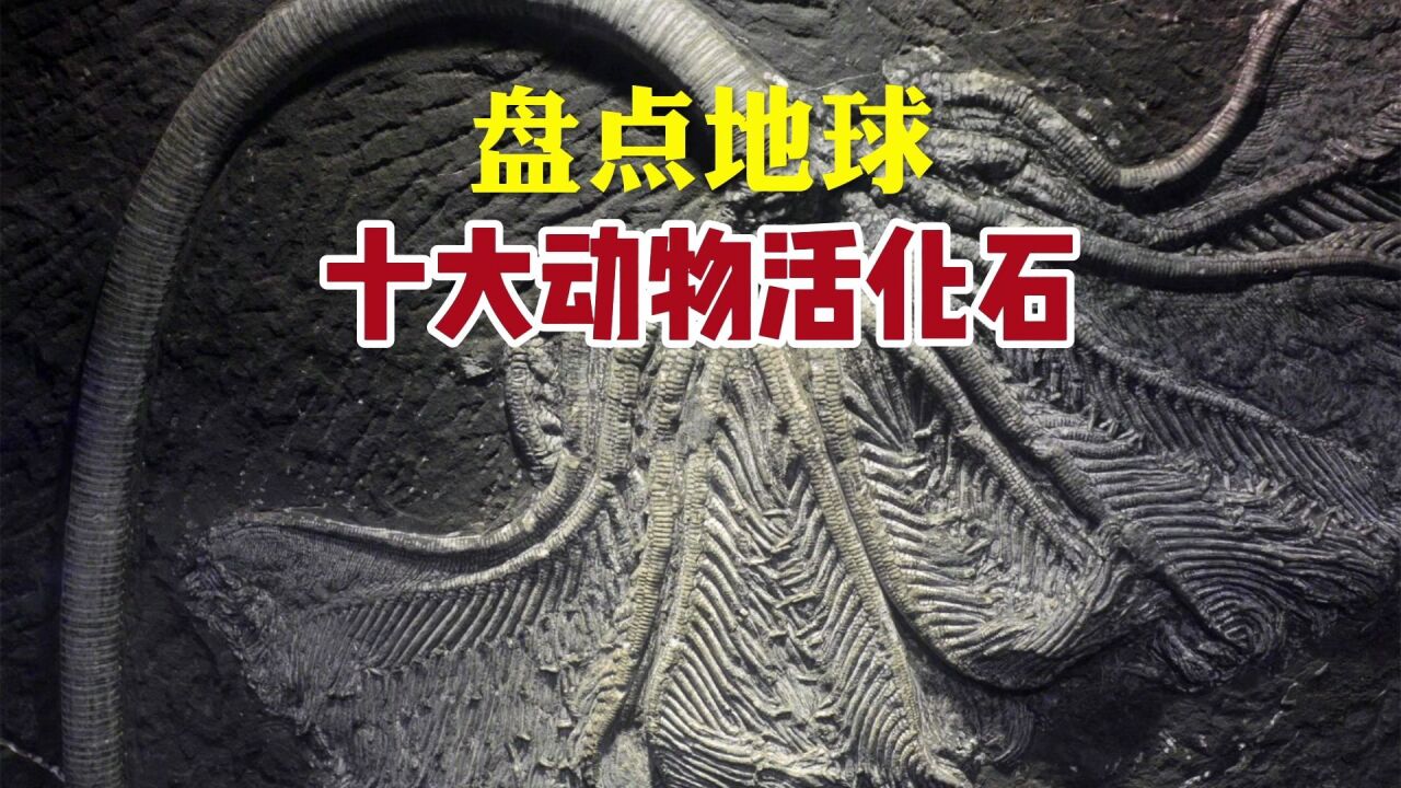 活化石 中国国宝图片