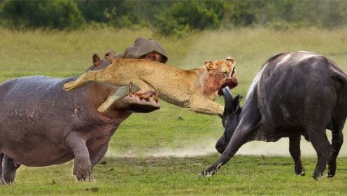 动物世界：狮子与水牛作战，然后狮子面对河马！