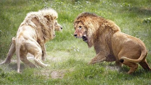 狮子之战-狮子与狮子之战，残酷的动物世界！