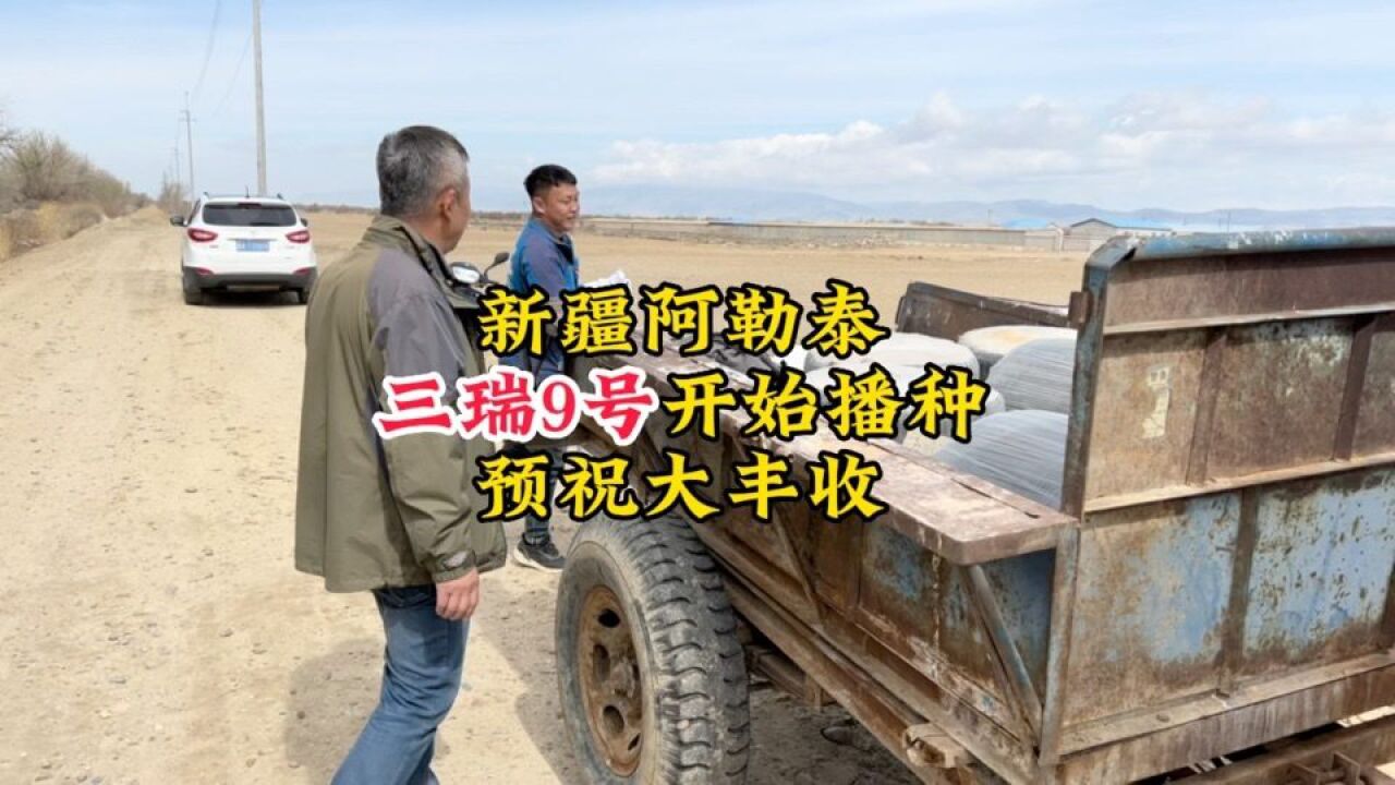 28新疆阿勒泰三瑞9号开始播种,耐重茬,早熟高产不掉皮,预祝老板大丰收