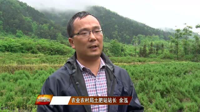 祁阳:1000亩迷迭香雨后施肥忙