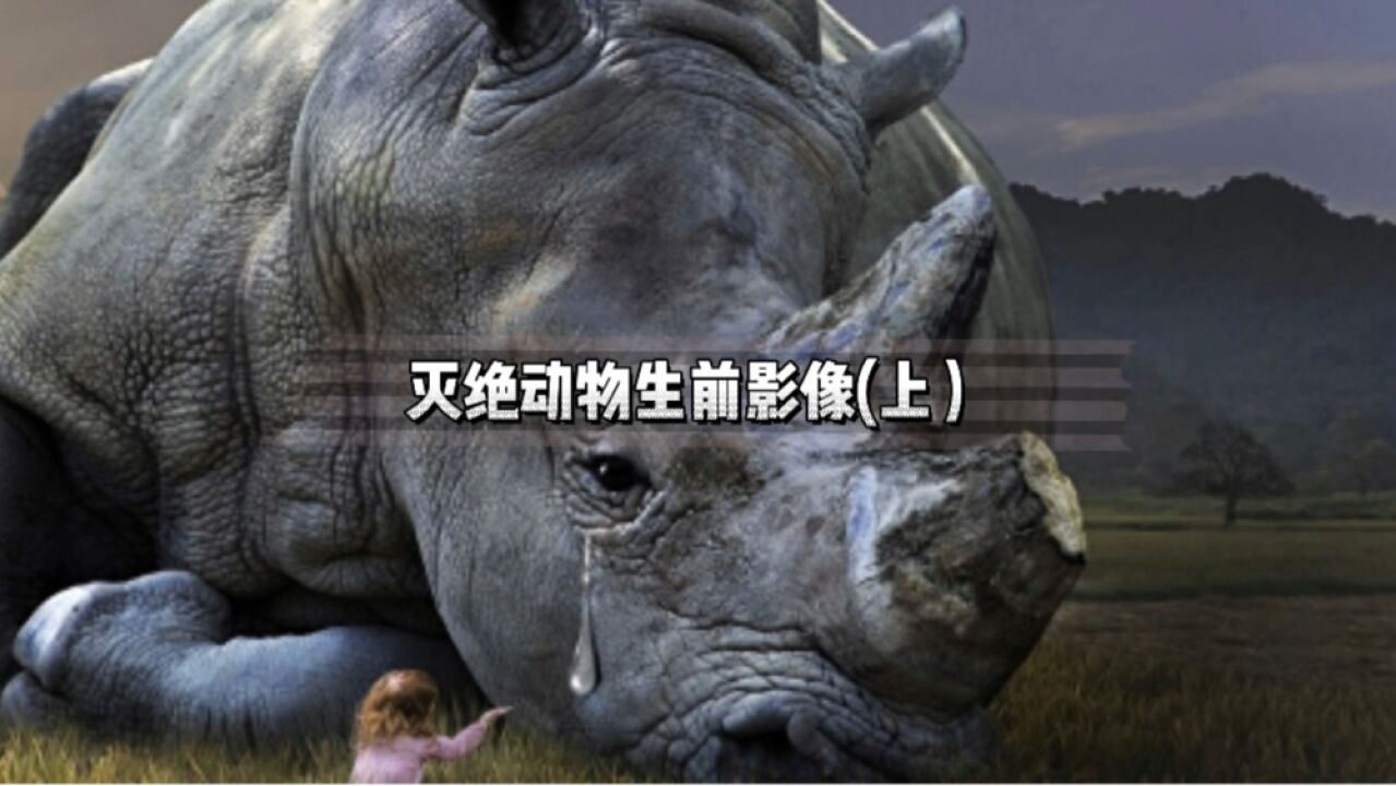这7种已经灭绝的珍稀动物你见过吗？他们留下了生前的最后影像资料，再不看就看不到了！_高清