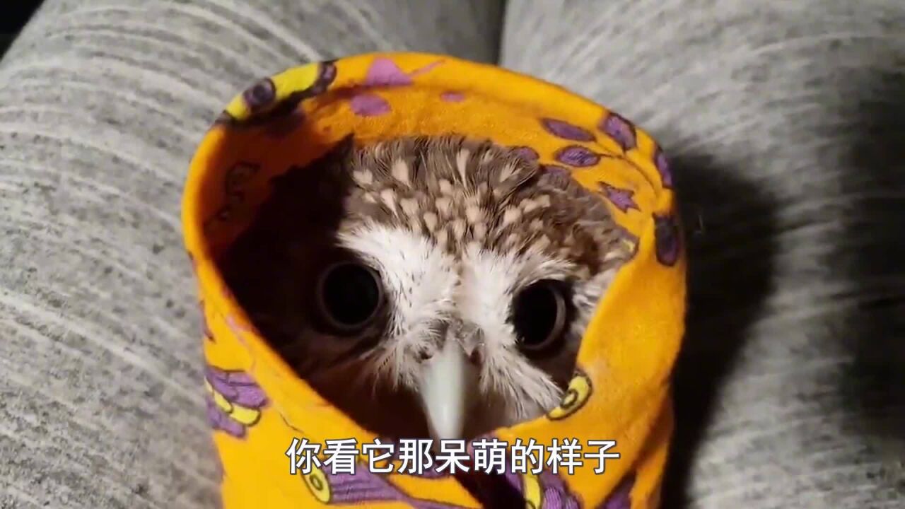 猫头鹰睡觉的姿势太奇葩,脸趴地睡觉,网友:太可爱了(2)