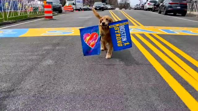 波士顿马拉松官方参赛犬Spencer,持证上岗的小金毛!