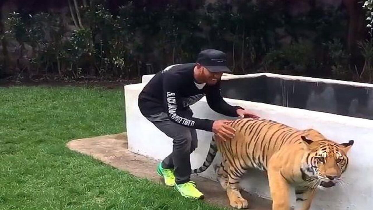 男子突然摸向老虎屁股,却把老虎都吓瘫在地