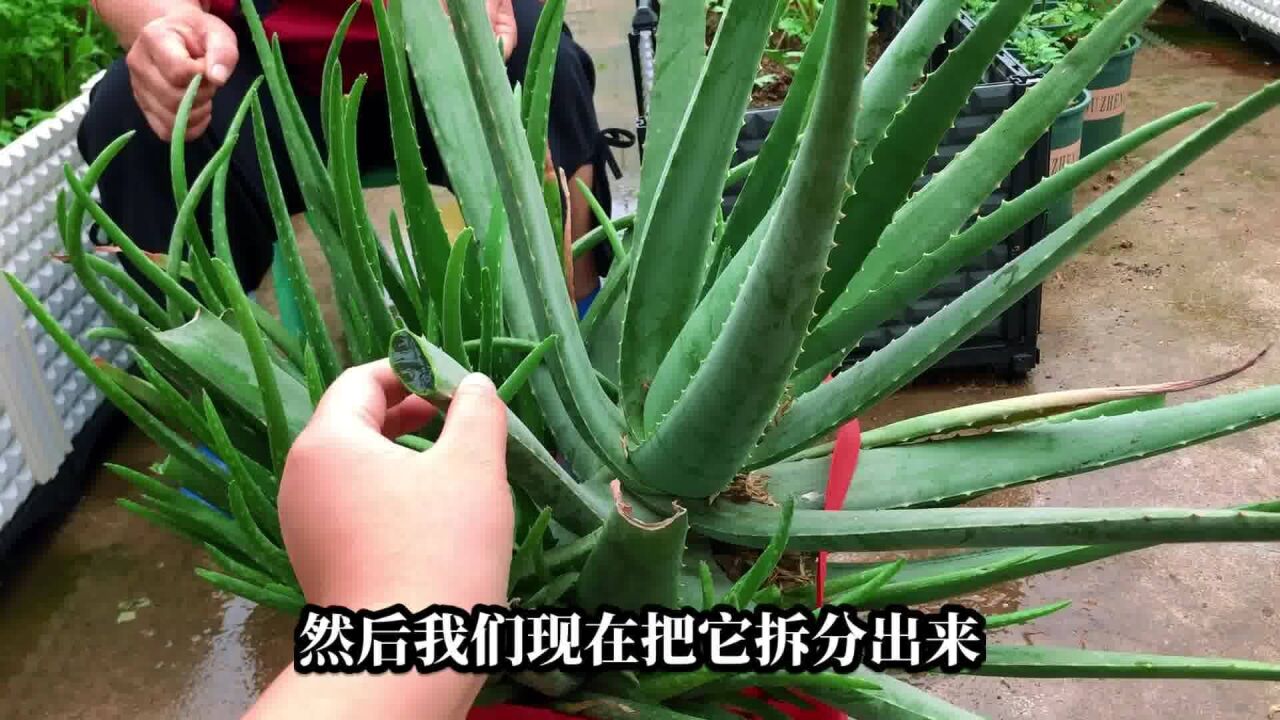 老井的楼顶田园记,种可食用库拉索芦荟来吃,可以降血压防癌症