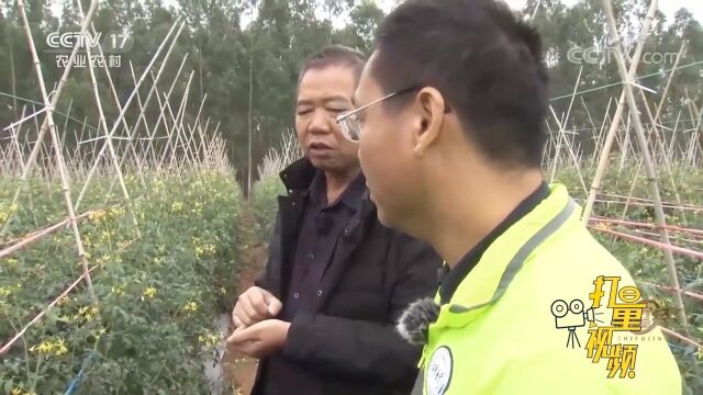 陈建平让圣女果“吃”上了海鲜大餐,每亩销售额增长两万