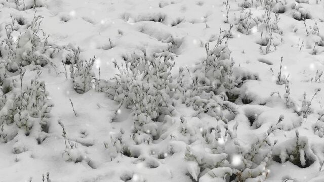 初雪,下雪了