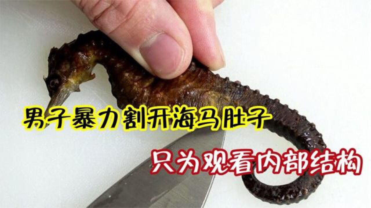 男子暴力割开海马肚子,只为观看内部结构,太"重口味"了吧!