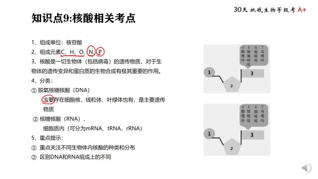 等级考 知识点9 核酸相关考点