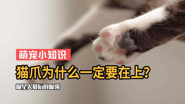 猫爪在上定律:身为喵星人最后的倔强,猫爪必须在上!