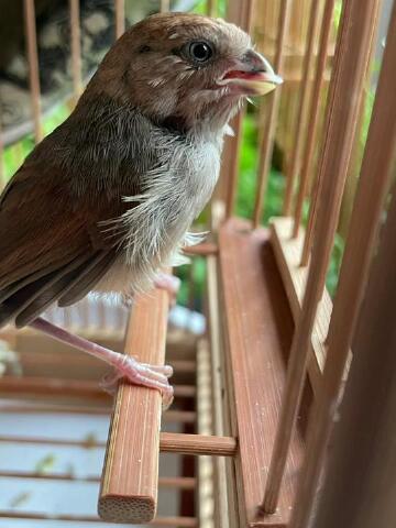 "黄腾江湖""志强鸟食"