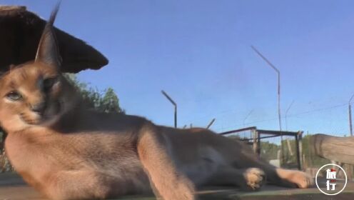 世界上最凶的猫排行榜_世界上最“凶残”的猫,连狼都能咬死,土豪们却很喜欢养