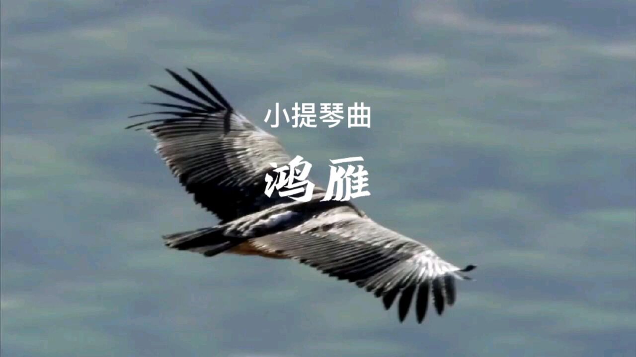 经典小提琴曲-鸿雁