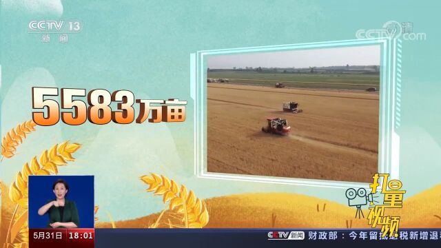 “三夏”农忙正当时!全国已收获小麦面积5583万亩