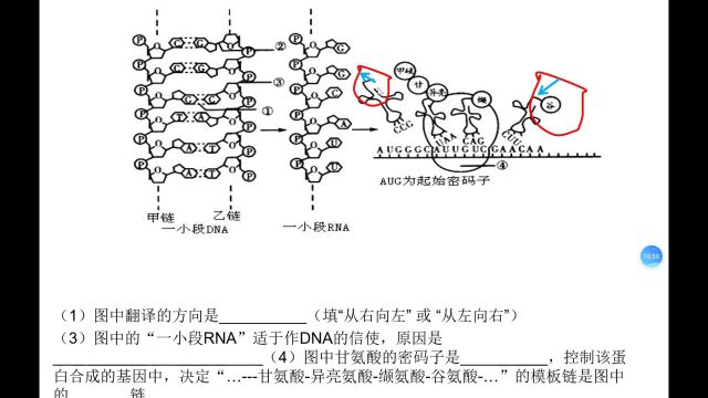 月考生物试卷填空题